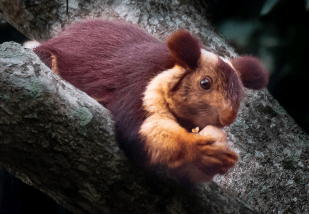 Malabar-Giant-Squirrel