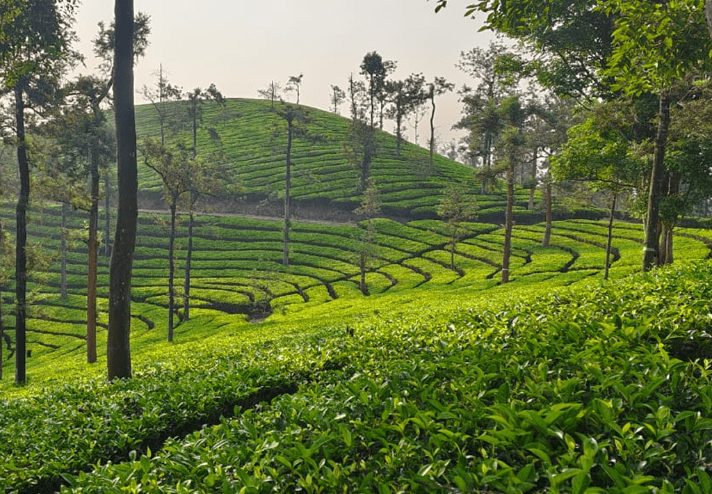 tea-estate