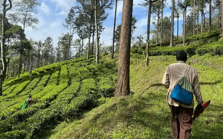 hike-through-estate
